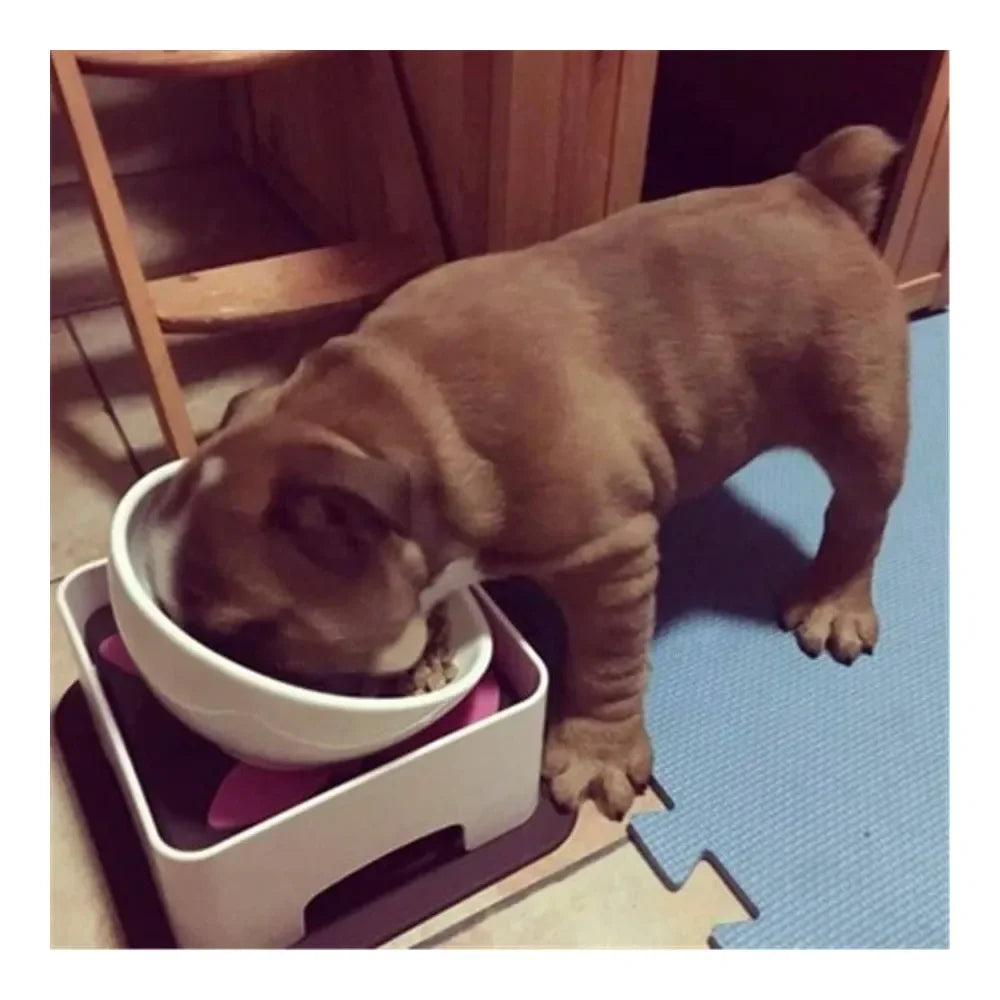 Wide Mouth Dog Feeding Bowl With Anti Skid Tilted Design