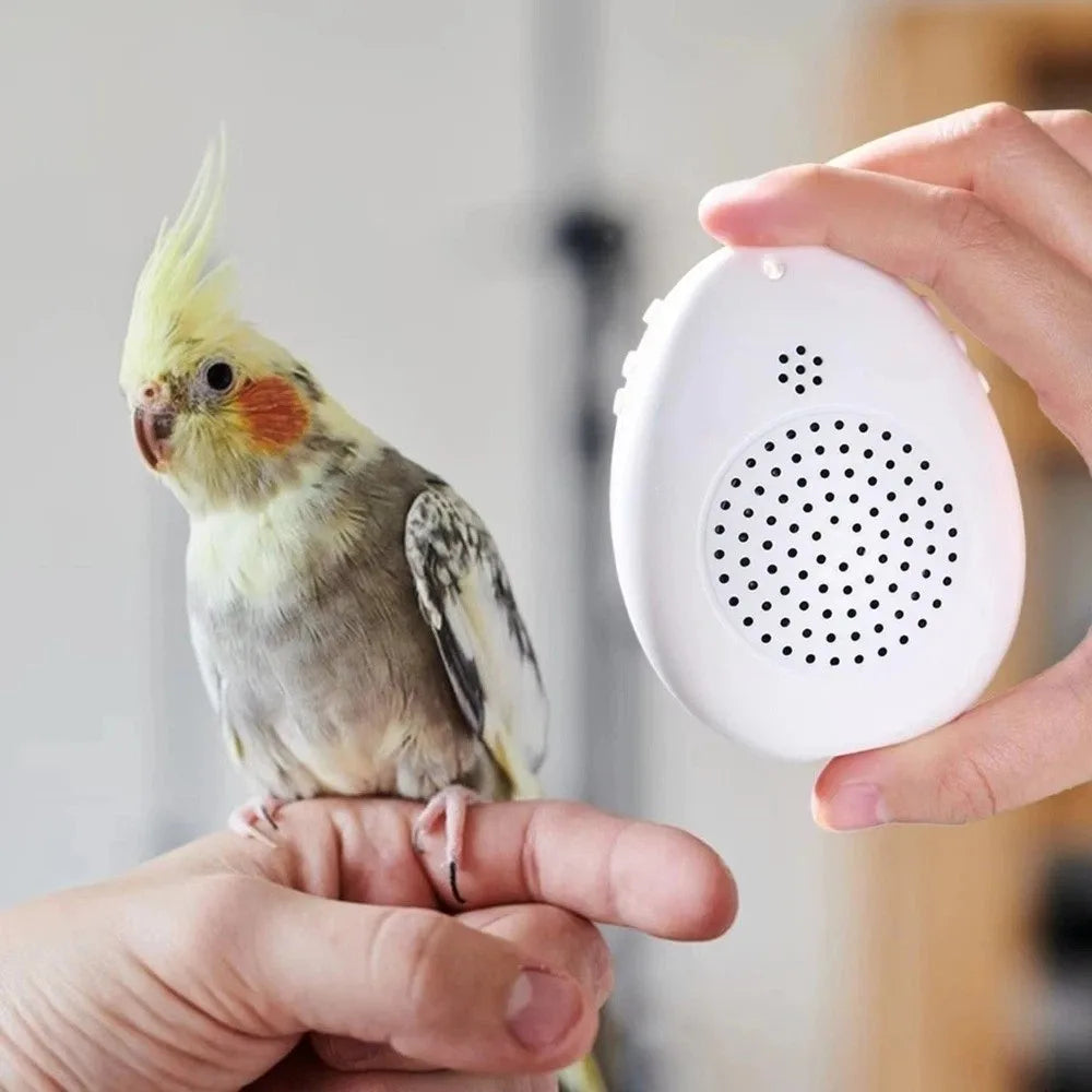 Interactive Bird Learning Machine With Timer And Audio Playback
