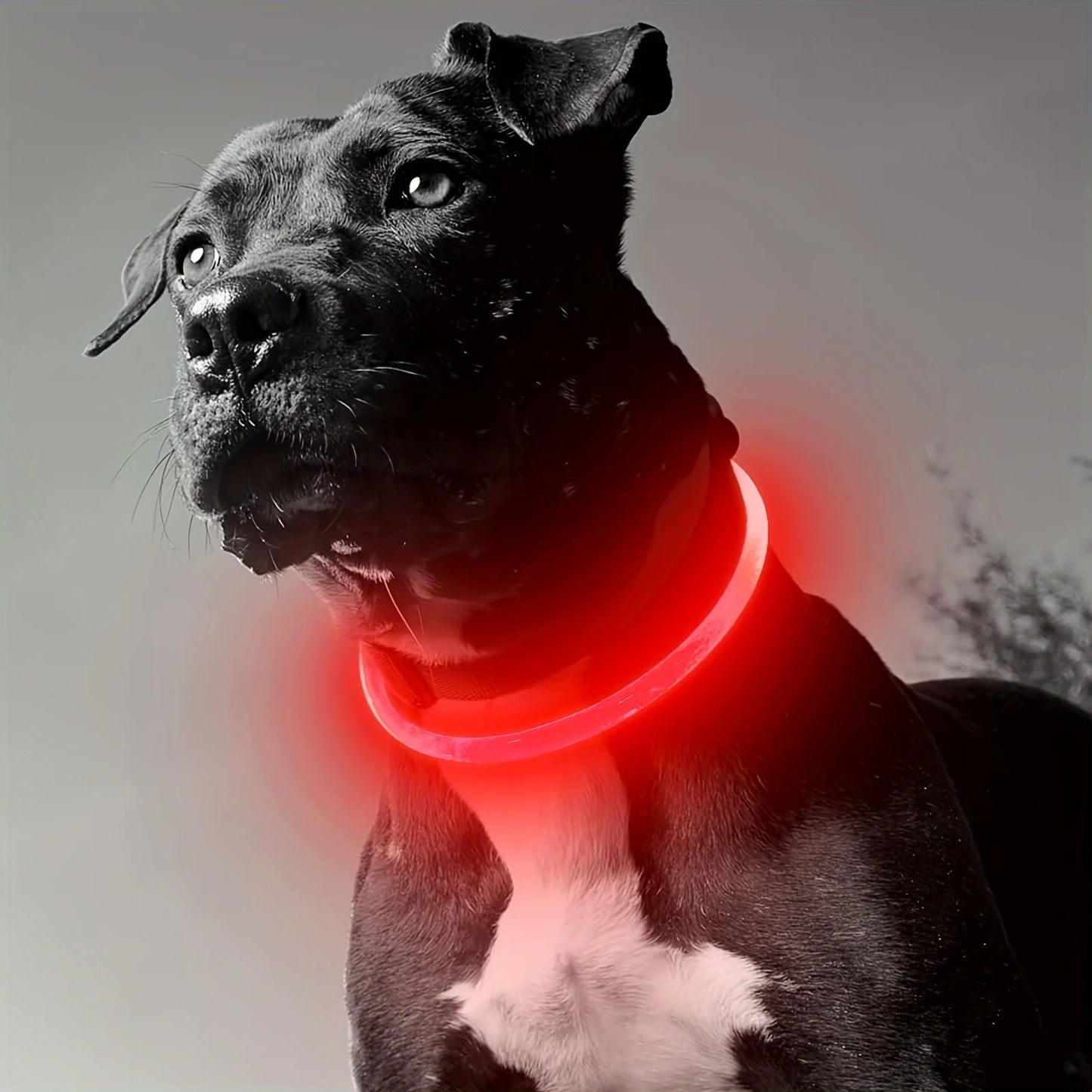 LED Light Dog Collar USB Rechargeable Reflective Necklace