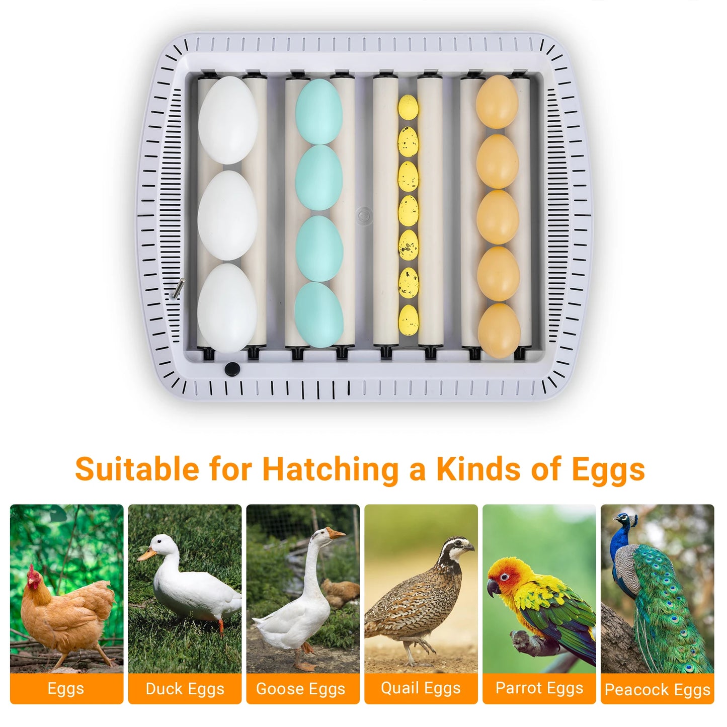 TLXT 35 Egg Incubator With Automatic Egg Turning Humidity Control