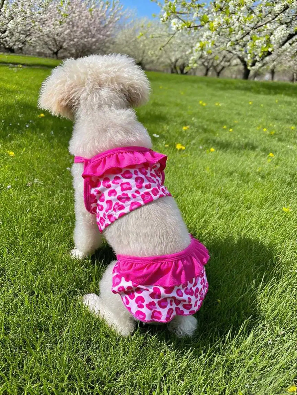 Elegant Lace Camisole Dress For Small Dogs And Outdoor Travel