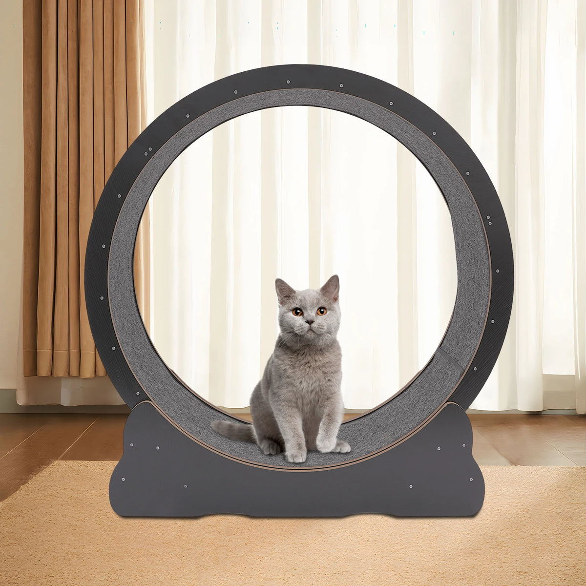 Foldable Cat Exercise Wheel With Silent Rollers For Indoor Cats