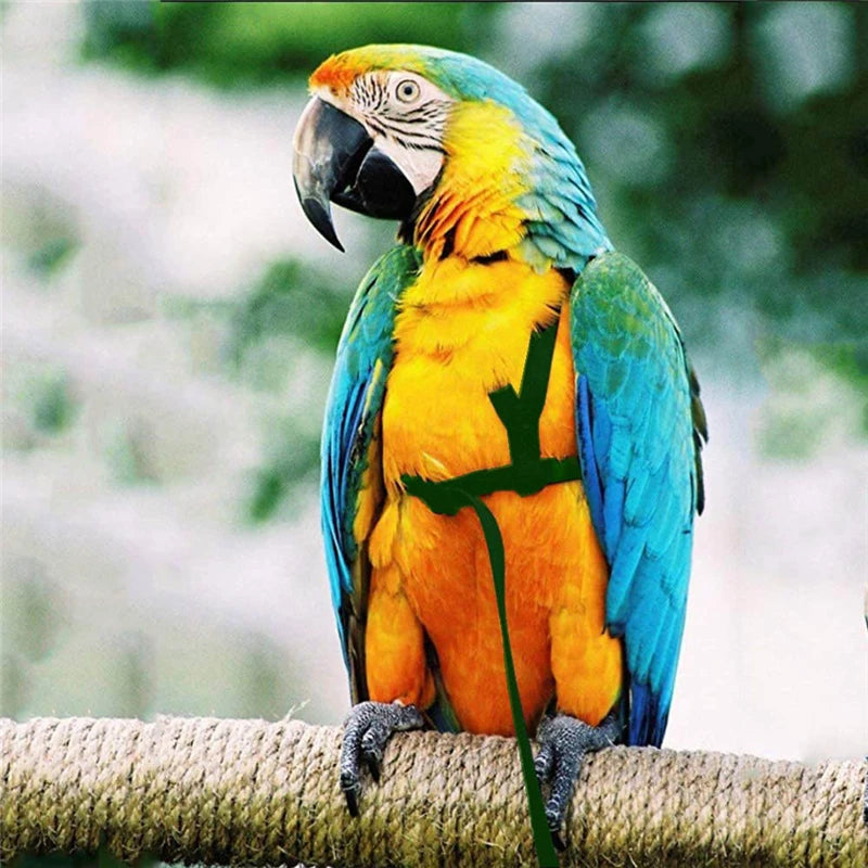 Parrot Harness Leash For Small Birds Outdoor Flying Rope