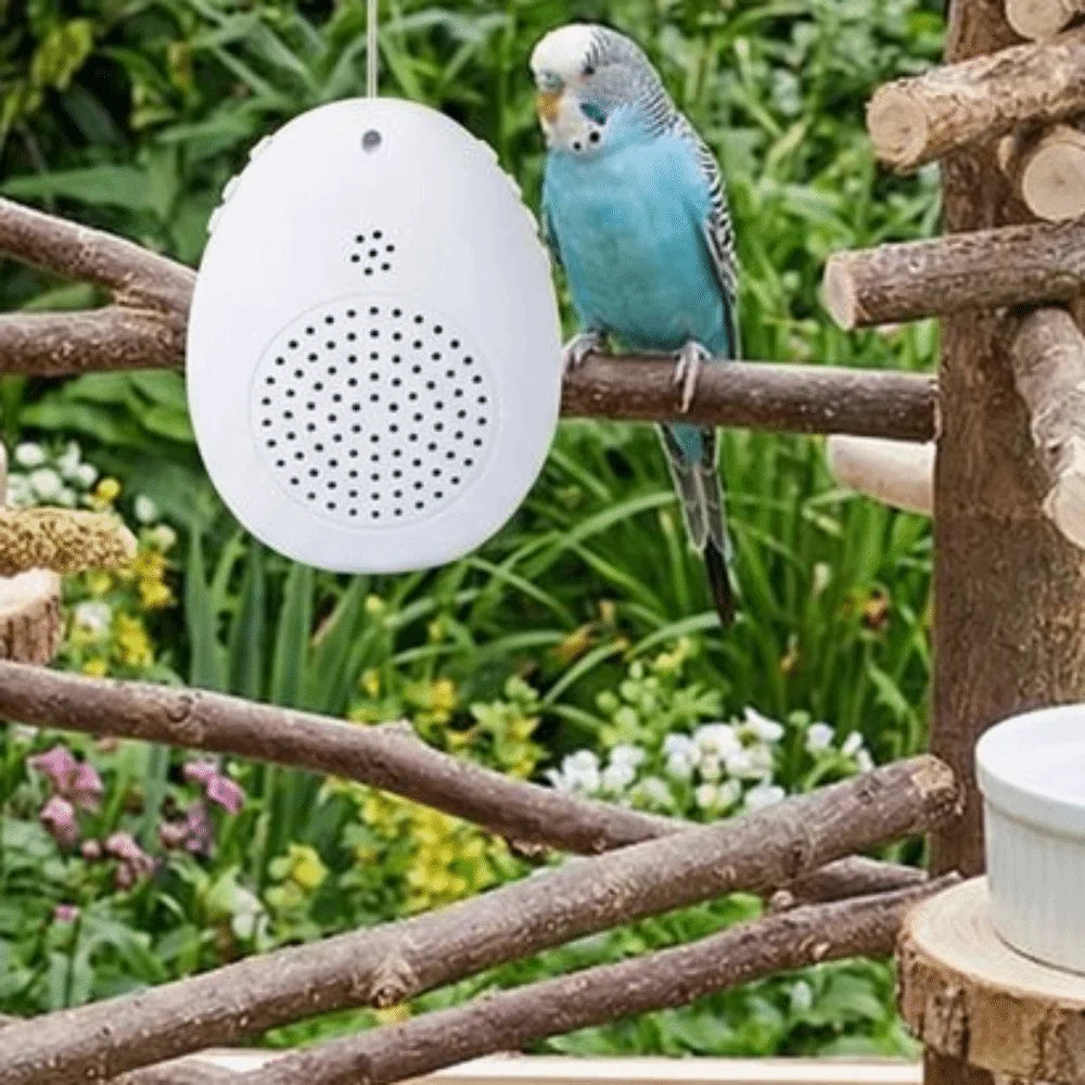 Interactive Bird Learning Machine With Timer And Audio Playback