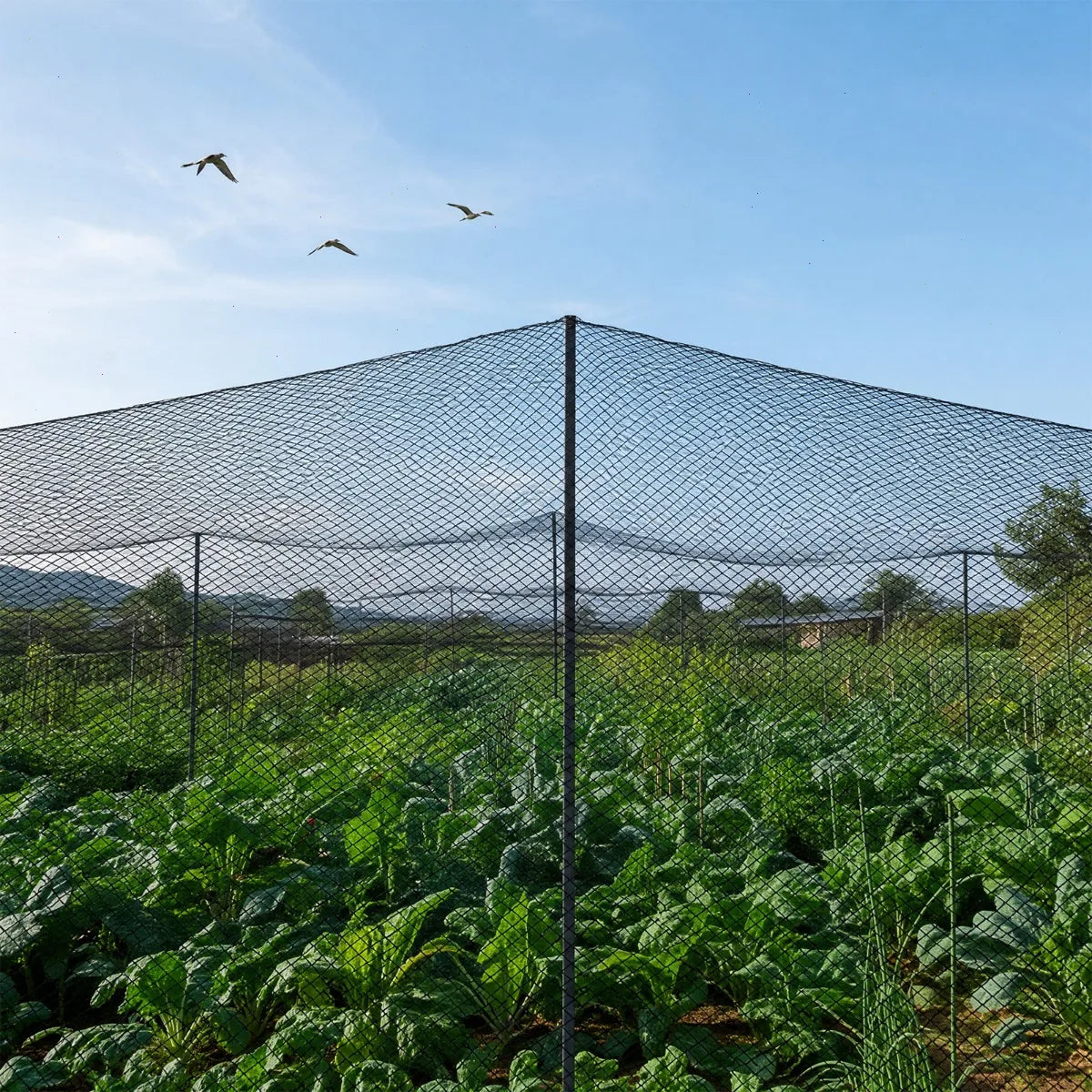 Byamaocar UV Resistant Polyester Bird Netting For Garden Use