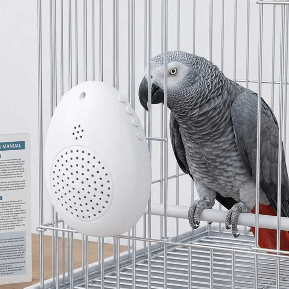 Interactive Bird Learning Machine With Timer And Audio Playback