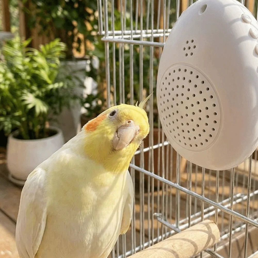 Interactive Bird Learning Machine With Timer And Audio Playback