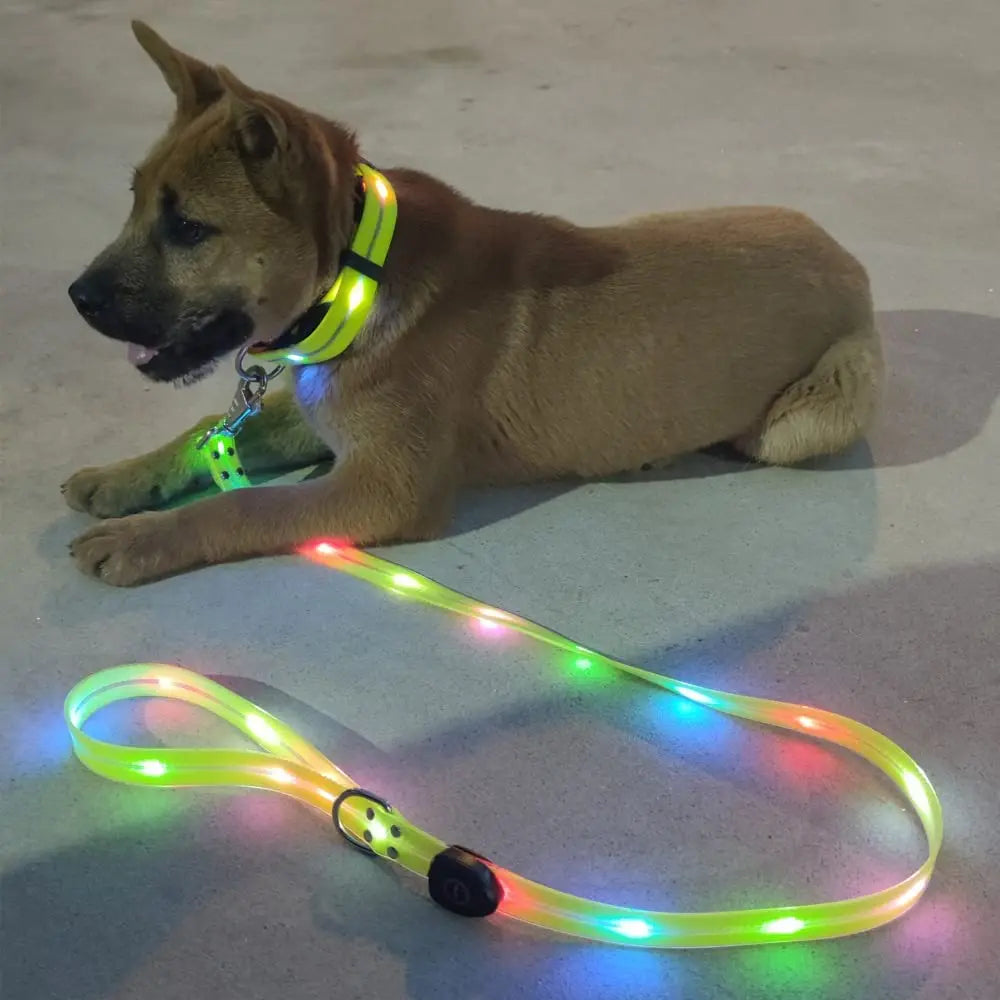 LED Light Up Dog Leash USB Rechargeable for Night Walks