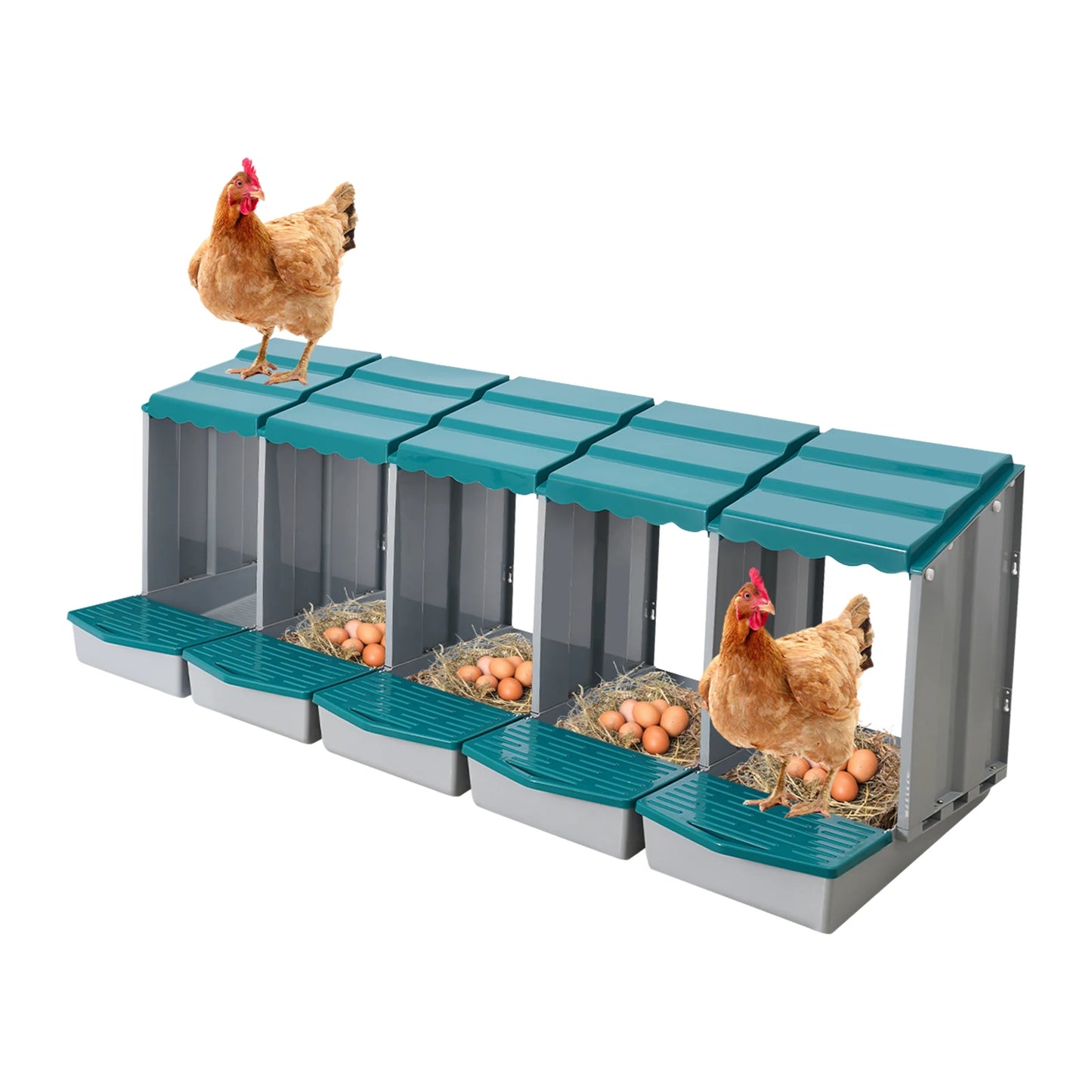 Five-Compartment Chicken Nesting Box With Roll Away Egg Collection